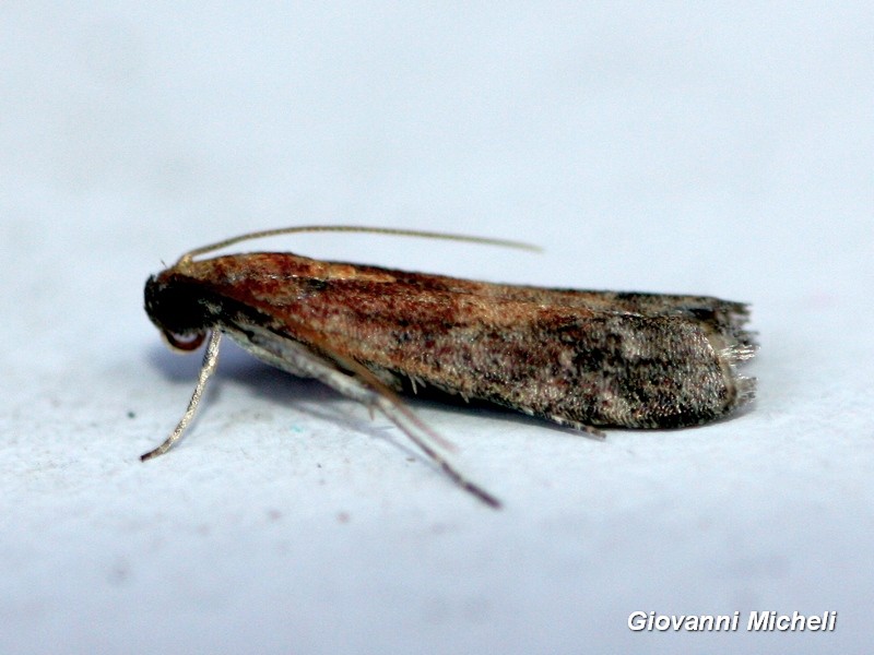 Microlep. da ID: cfr.  Ephestia sp. - Pyralidae